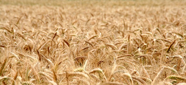 Ways to Give cornfield, wheat field, grain, wheat, field, harvest, seeds, cute, food, flour, panorama, to bake, loaf, meal, nourishment, cornfield, wheat field, wheat field, wheat field, wheat, flour, flour, flour, flour, flour